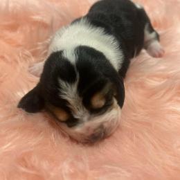 Second Little Girl - Black brown and white female Basset Hound puppy in Hurtsboro, Alabama from PARK’s Family Farm