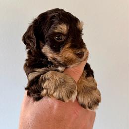 Han - Liver male Miniature Schnauzer puppy in Warrenton, Oregon from Tiny Shadow Schnauzers
