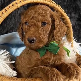 Green boy - Red  male Poodle puppy in Bowling Green, Kentucky from Ritzy Red Poodles
