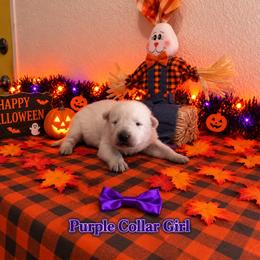 Purple Collar Girl - White female German Shepherd puppy in Yuba City, California from Barton’s German Shepherds