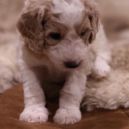 "Yellow" Goldendoodle Puppies from Hogan Family-Raised F1b Gooldendoodles