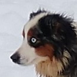 Tucker - Miniature Australian Shepherd