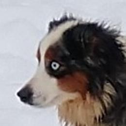 Tucker - Miniature Australian Shepherd
