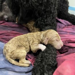 Poodle Puppies from Stunningly Sweet Standards