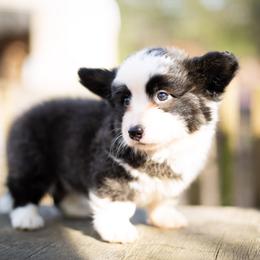 Cardigan Welsh Corgi and Pembroke Welsh Corgi Puppies from High Hopes Farm
