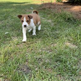 Basenji Puppies from Blue Diamond Basenjis