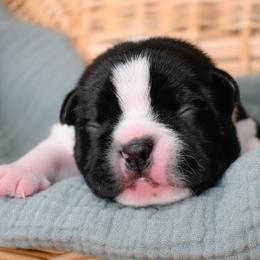 Tani - Black and white female Boston Terrier puppy in Plymouth, New Hampshire from Punk Kennels