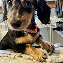 Dachshund Puppies from GypsyDox