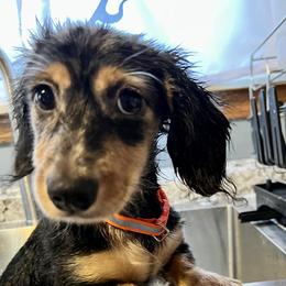 Dachshund Puppies from GypsyDox