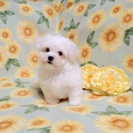 Firefly - White male Maltese puppy in Merced, California from Soua's Pups