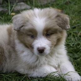 Australian Shepherd Puppies from Dovehawk Australian Shepherds