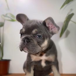 French Bulldog Puppies from Frenchies That