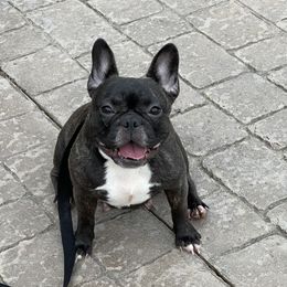 Luna - French Bulldog