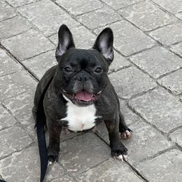 Luna - French Bulldog