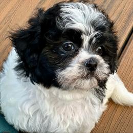 Pup 4 - Black and white female Shichon puppy in Grand Rapids, Michigan from Great Lakes Teddy Bear Dogs