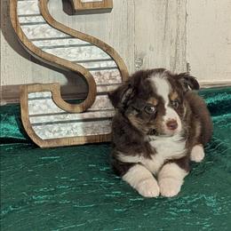 Ella - Red tri female Miniature Australian Shepherd puppy in Lufkin, Texas from Texas Lil Cowdogs