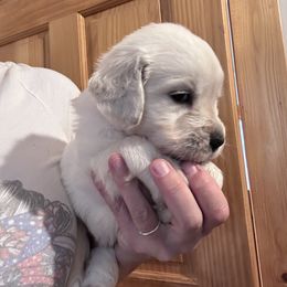Opal - Light golden female Golden Retriever puppy in Wyoming from Great Basin BMD