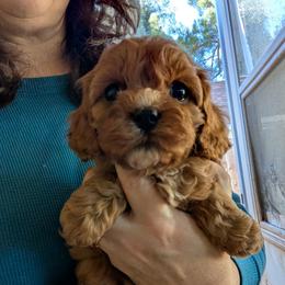Cavapoo puppies from Quartz Mountain Doodles