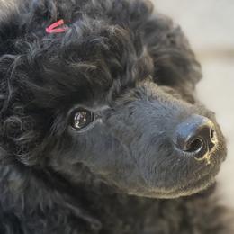 Poodle Puppies from Berndt Sienna Poodles