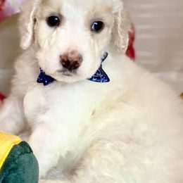 Aussiedoodles from Meagan Gobert's Aussiedoodles