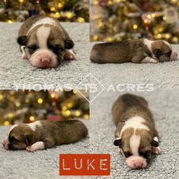 Pembroke Welsh Corgi Puppies from Thomas Acres