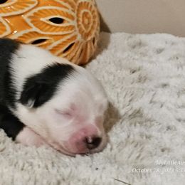Miniature Australian Shepherd Puppies from MyLittleAussies at Mountain View Farm