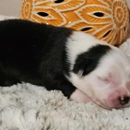 Miniature Australian Shepherd Puppies from MyLittleAussies at Mountain View Farm