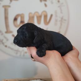 Bernedoodle Puppies from TOP NOTCH PUPS- BERNEDOODLE BREEDER