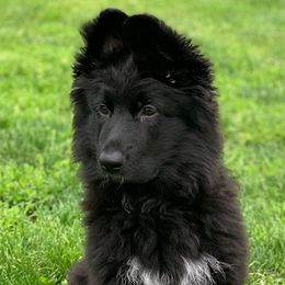 German Shepherd Puppies from Vom Goodchris German Shepherds