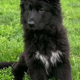 German Shepherd Puppies from Vom Goodchris German Shepherds