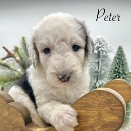 Peter - Merle male Sheepadoodle puppy in Thornville, Ohio from Four Front Doodles & Friends