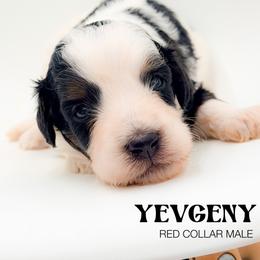 Yevgeny - Tri-color male Bernedoodle puppy in Tipton, Indiana from Country Creek Doodles