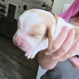 Brown - Brown and white male Basset Hound puppy in Clyde, Texas from Hazard Hound Kennels