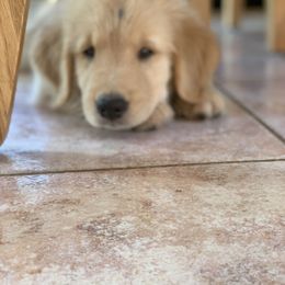 Golden Retriever Puppies from Lake Champlain Goldens