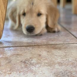 Golden Retriever Puppies from Lake Champlain Goldens
