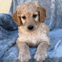 Willow - Apricot female Goldendoodle puppy in Maricopa, Arizona from AZ Designer Goldendoodles