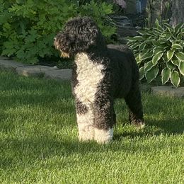 Hayden  - Bernedoodle