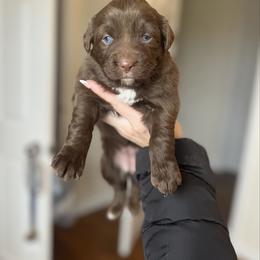 Clarice - Red tri-color female Australian Shepherd puppy in Tyner, Kentucky from Lil’ Town Aussies