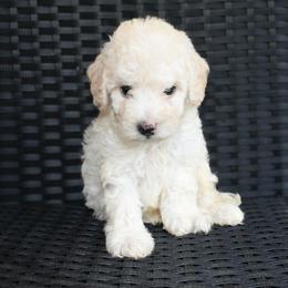 Aspen (AKC) - White male Poodle puppy in Rainbow City, Alabama from Misioh Poodles