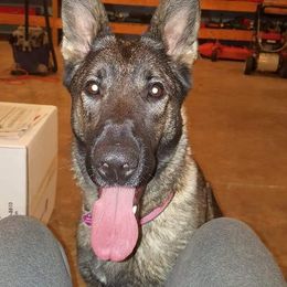 Honey - German Shepherd