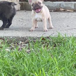 French Bulldog Puppies from Mt Olympus Frenchies