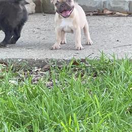 French Bulldog Puppies from Mt Olympus Frenchies
