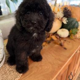 Wave - Black female Cavapoo puppy in Gilbert, Arizona from Sunburst Doodles