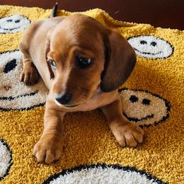 Little Red - Red male Dachshund puppy in Sultan, Washington from Honeydew Ranch