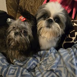 Vida - Shih Tzu
