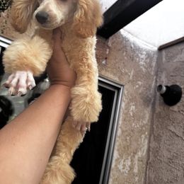 Luna - Gold female Shih Tzu puppy in Apple Valley, California from Garcia_shihtzu