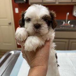 Princess - Liver and white female Shih Tzu puppy in Kodak, Tennessee from Cutshall Babies