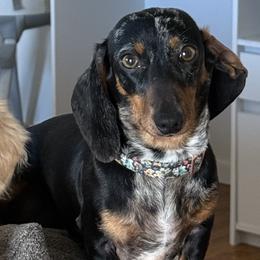 Dachshunds from A&A Mini Dachshunds