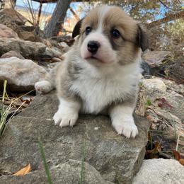 Brownie - Sable male Pembroke Welsh Corgi puppy in Saratoga, Wyoming from Maria's Pembroke Welsh Corgis