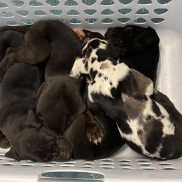Great Danes from Wright Livestock and Farm